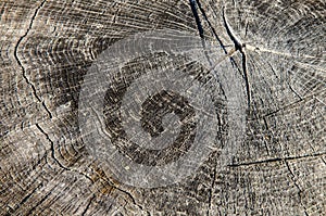 wood texture, closeup. Tree rings old weathered wood texture with the cross section of a cut log showing the concentric annual
