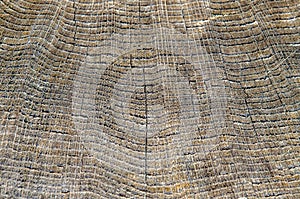 wood texture, closeup. Tree rings old weathered wood texture with the cross section of a cut log showing the concentric annual