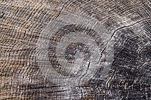 wood texture, closeup. Tree rings old weathered wood texture with the cross section of a cut log showing the concentric annual