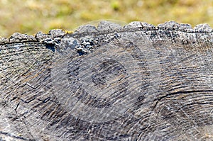 wood texture, closeup. Tree rings old weathered wood texture with the cross section of a cut log showing the concentric annual