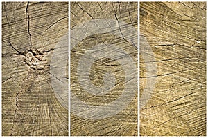 Wood Texture Collage Of Cut Tree Trunk - Close-Up View