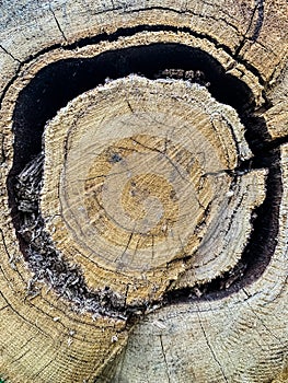 Wood texture with the cross section of a cut log. stump of tree sawed log. Old texture saw cuts of thick tree trunk