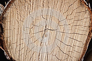 Wood texture. Cross section of the tree in detail