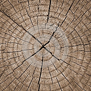 Textúra dreva 