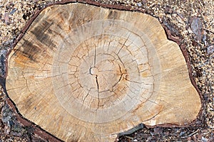 Wood texture from cut pine tree trunk, closeup. Cross section of a tree trunk. Flat lay