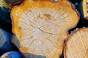 wood texture on a cut of a tree. lumber industry. woodlog texture of tree stump