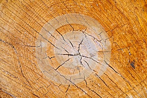 wood texture on a cut of a tree. lumber industry. woodlog texture of tree stump