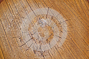 wood texture on a cut of a tree. lumber industry. woodlog texture of tree stump