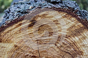 Wood texture of cut tree trunk