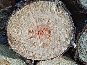 Wood texture of cut tree trunk.