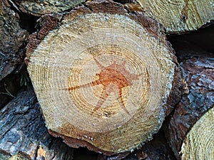 Wood texture of cut tree trunk.