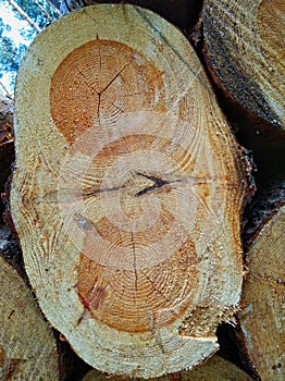 Wood texture of cut tree trunk.