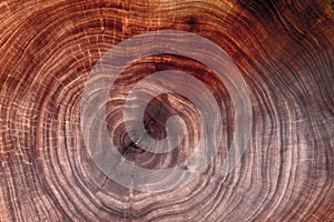 Wood texture cut tree trunk