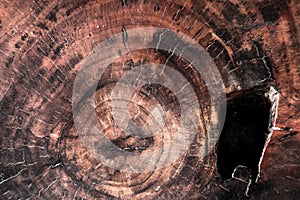 Wood texture cut tree trunk