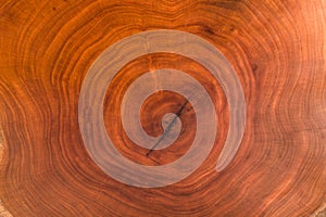 Wood texture cut tree trunk