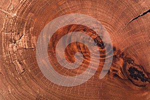 Wood texture cut tree trunk