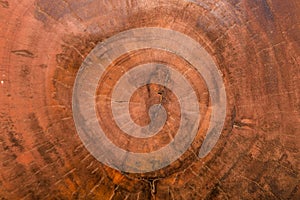 Wood texture cut tree trunk