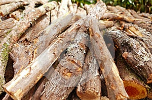 Wood texture of cut tree trunk