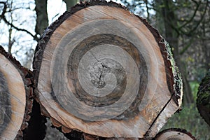 Wood texture of a cut tree trunk.