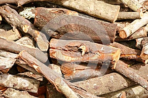 Wood texture of cut tree trunk