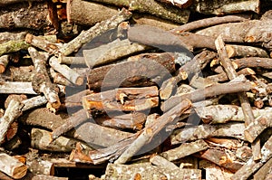 Wood texture of cut tree trunk