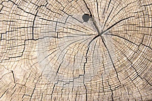 Wood texture cut tree trunk