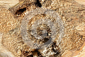 Wood texture of cut tree trunk