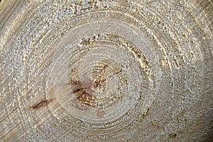 Wood texture of cut tree trunk