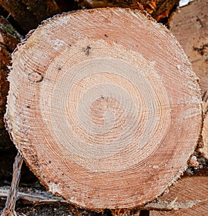 Wood texture of cut tree trunk