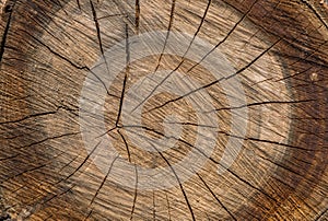 Wood texture cut tree trunk
