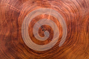 Wood texture cut tree trunk