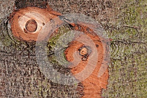 Wood texture cut tree trunk. Abstract, natural.