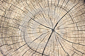 Wood texture cut tree trunk