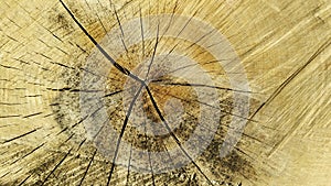 Wood texture cut tree trunk. Background, lumber.