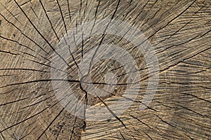 Wood texture cut tree trunk background. Wooden Various textures.