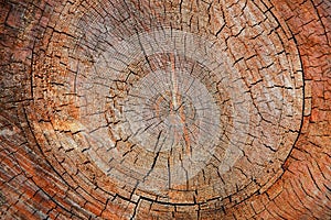 Wood texture of cut tree trunk, close-up