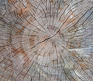 Wood texture of cut tree trunk, close-up
