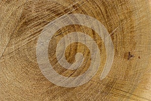 Wood texture of cut tree trunk, close-up