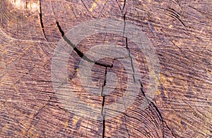 Wood texture of a cut tree trunk, close-up. Natural wooden background