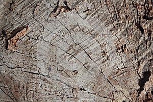 Trunk cutting, Wooden surface background photo