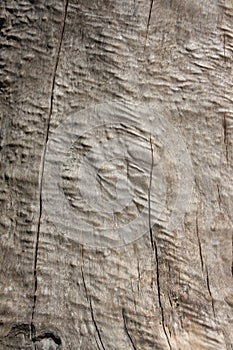 Trunk cutting, Wooden surface background photo