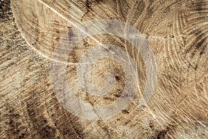 Wood texture of cut tree trunk, Tree rings old weathered wood texture with the cross section of a cut log