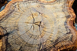 Wood texture of cutted tree trunk