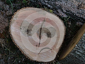 Wood texture of cutted tree trunk