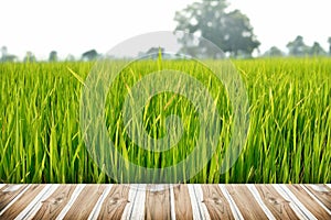 Wood Texture and Green rice field