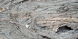 Wood with texture, Lakhnadon India, picture taken on February 2018,landscapes background