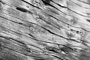 Wood Texture - Macro