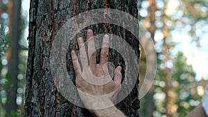 Wood texture. A man`s hand stroking a tree in a wild pine forest. Sunny summer day.