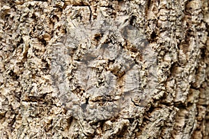 wood texture of Millingtonia hortensis stalk tree (center of frame is selected focus and have shadow mode)