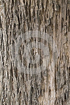 Wood texture with natural patterns, Background old panels,